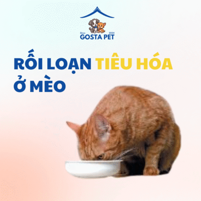 rối loạn tiêu hóa ở mèo