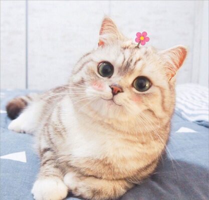 Nên nuôi mèo đực hay cái